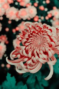 Preview wallpaper flower, pink, macro, closeup, bloom