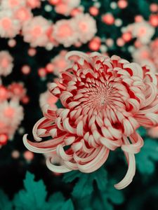 Preview wallpaper flower, pink, macro, closeup, bloom