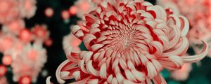 Preview wallpaper flower, pink, macro, closeup, bloom