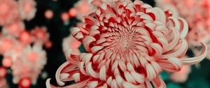 Preview wallpaper flower, pink, macro, closeup, bloom