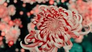 Preview wallpaper flower, pink, macro, closeup, bloom