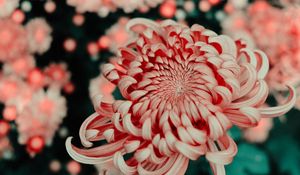 Preview wallpaper flower, pink, macro, closeup, bloom