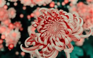 Preview wallpaper flower, pink, macro, closeup, bloom
