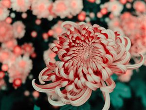 Preview wallpaper flower, pink, macro, closeup, bloom