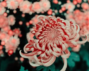 Preview wallpaper flower, pink, macro, closeup, bloom
