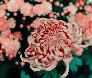 Preview wallpaper flower, pink, macro, closeup, bloom