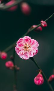 Preview wallpaper flower, pink, macro, branches, buds