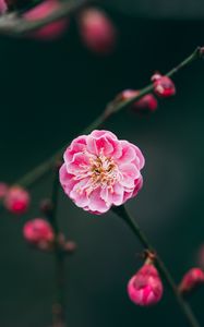 Preview wallpaper flower, pink, macro, branches, buds