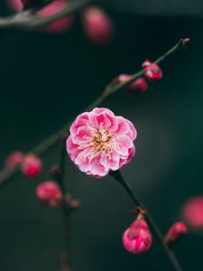 Preview wallpaper flower, pink, macro, branches, buds