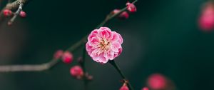 Preview wallpaper flower, pink, macro, branches, buds