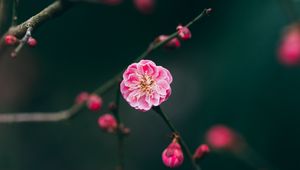 Preview wallpaper flower, pink, macro, branches, buds