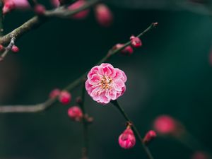 Preview wallpaper flower, pink, macro, branches, buds