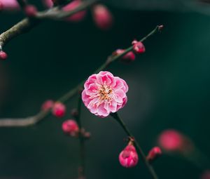 Preview wallpaper flower, pink, macro, branches, buds