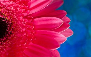 Preview wallpaper flower, pink, macro, petals, plant