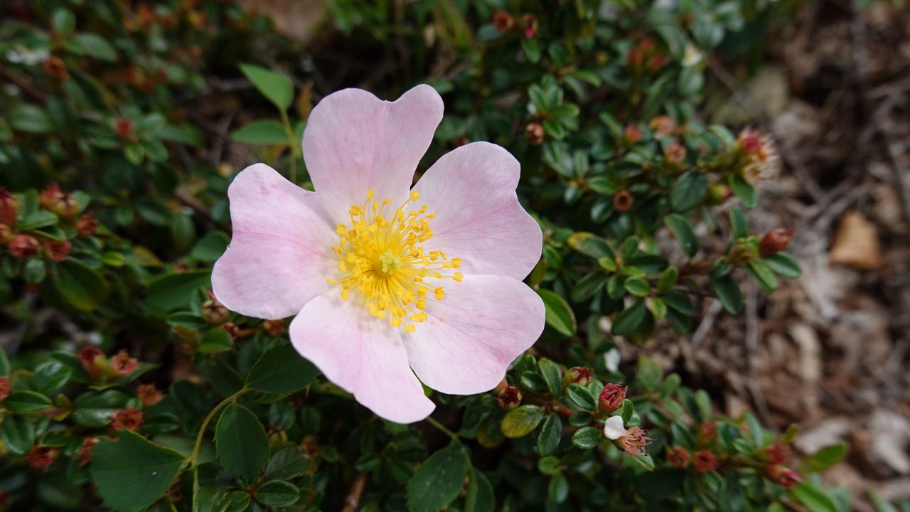 Wallpaper flower, pink, macro, plant, bloom