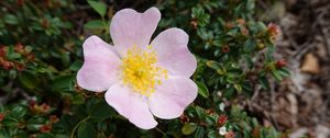 Preview wallpaper flower, pink, macro, plant, bloom