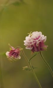 Preview wallpaper flower, pink, macro, blur, green