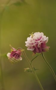 Preview wallpaper flower, pink, macro, blur, green