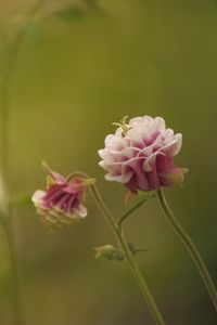 Preview wallpaper flower, pink, macro, blur, green