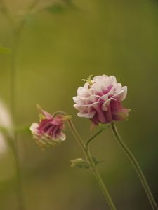 Preview wallpaper flower, pink, macro, blur, green
