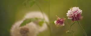 Preview wallpaper flower, pink, macro, blur, green