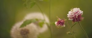 Preview wallpaper flower, pink, macro, blur, green