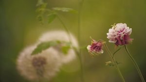 Preview wallpaper flower, pink, macro, blur, green