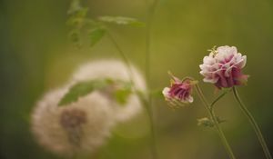 Preview wallpaper flower, pink, macro, blur, green