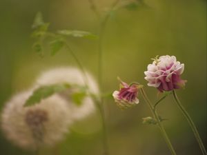 Preview wallpaper flower, pink, macro, blur, green