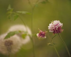 Preview wallpaper flower, pink, macro, blur, green