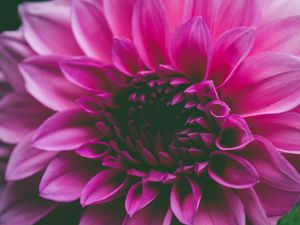 Preview wallpaper flower, pink, petals