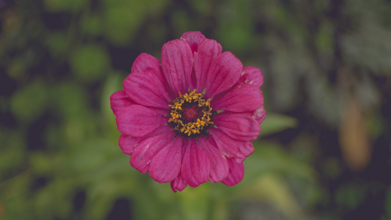 Wallpaper flower, pink, petals