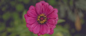 Preview wallpaper flower, pink, petals