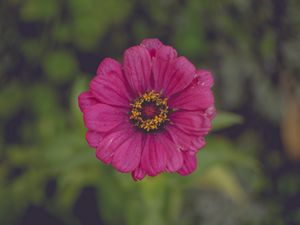 Preview wallpaper flower, pink, petals