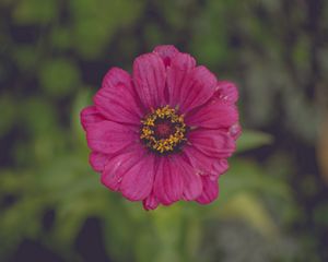 Preview wallpaper flower, pink, petals