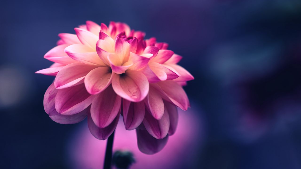 Wallpaper flower, pink, petals, bud, close-up