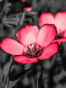 Preview wallpaper flower, pink, petals, contrast