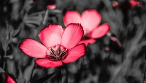 Preview wallpaper flower, pink, petals, contrast