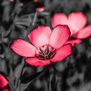 Preview wallpaper flower, pink, petals, contrast