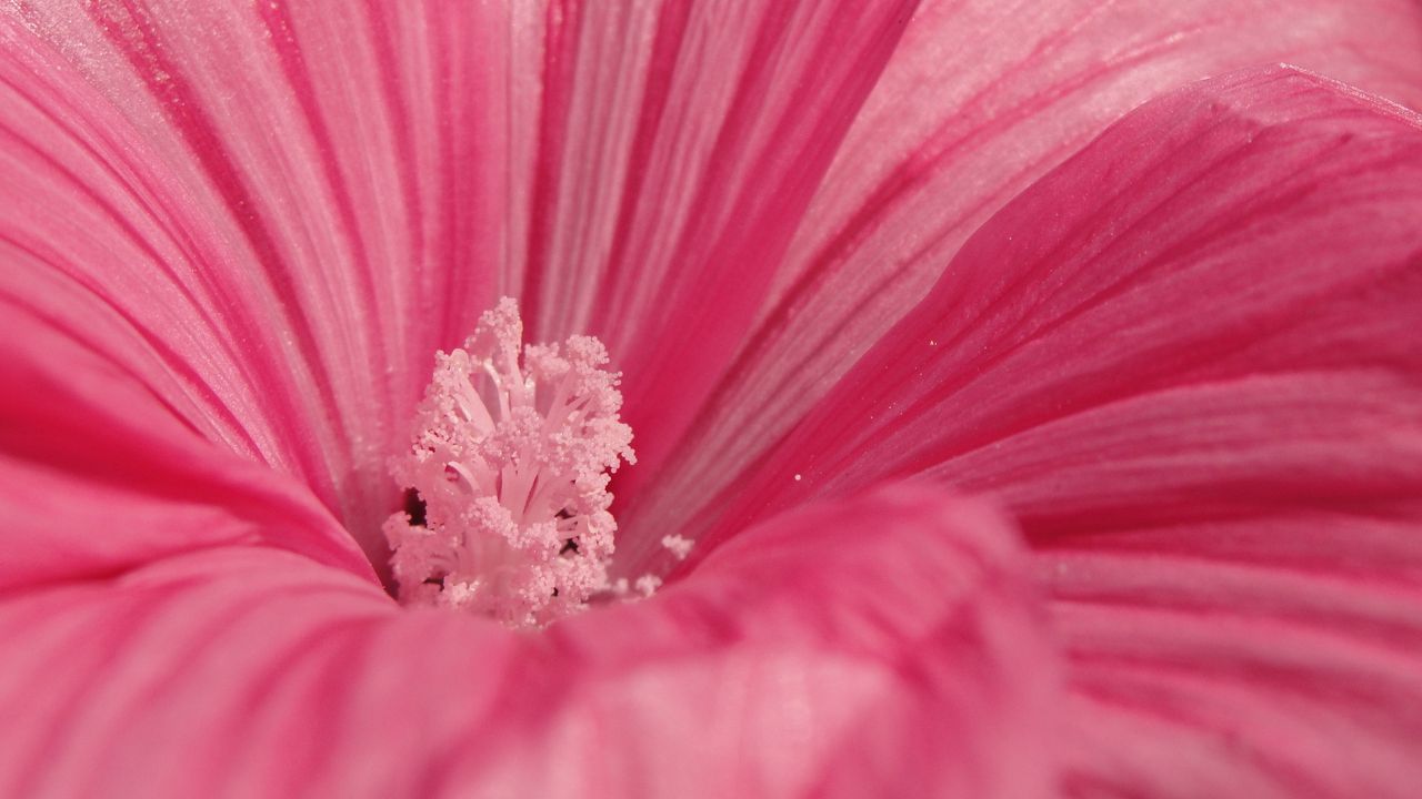 Wallpaper flower, pink, petals, pollen