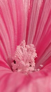 Preview wallpaper flower, pink, petals, pollen