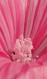 Preview wallpaper flower, pink, petals, pollen