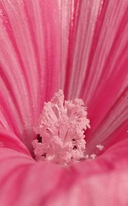 Preview wallpaper flower, pink, petals, pollen