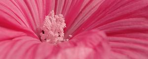 Preview wallpaper flower, pink, petals, pollen