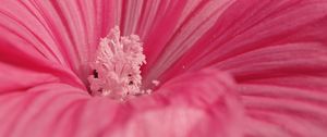 Preview wallpaper flower, pink, petals, pollen