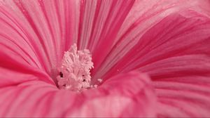 Preview wallpaper flower, pink, petals, pollen