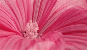 Preview wallpaper flower, pink, petals, pollen