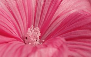 Preview wallpaper flower, pink, petals, pollen