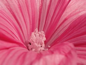 Preview wallpaper flower, pink, petals, pollen