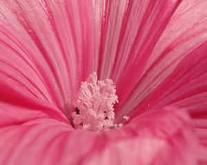 Preview wallpaper flower, pink, petals, pollen